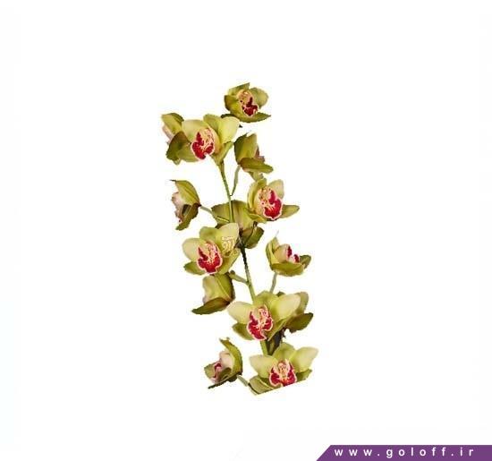 گل اینترنتی - گل ارکیده سیمبیدیوم رزالاین - Cymbidium Orch | گل آف